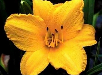 Golden Prize (Double Fan)